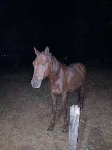 Cavalos