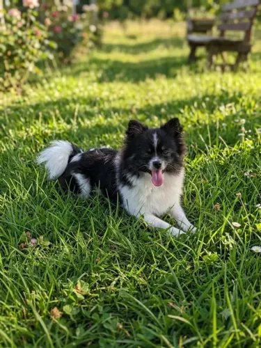 Spitz Alemão Macho - Lulu Polmerania