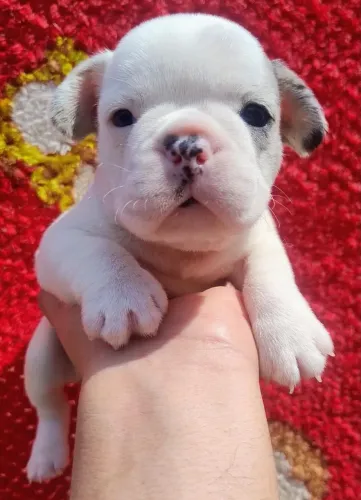 Cachorro para Adoção Responsável