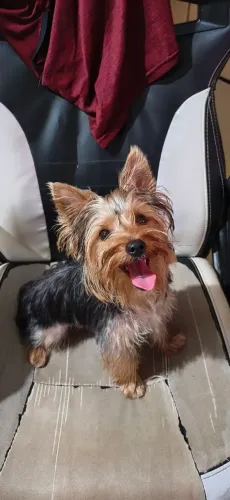 Vende-se yorkshire terrier macho