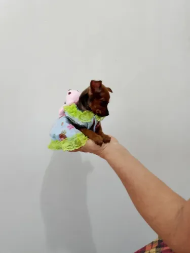 Pinscher miniatura original