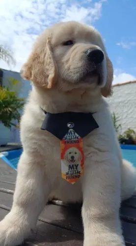 Lindos filhotes Golden Retriever disponível