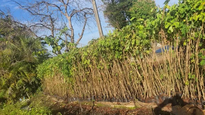 Plantas