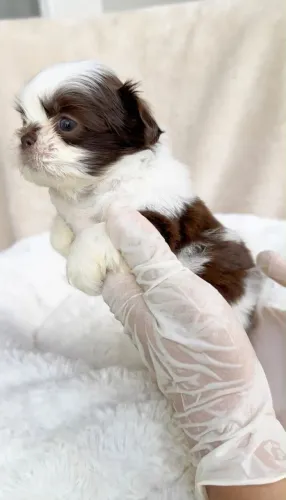 Tenho filhotes de Shih-tzu pronta entrega (Machos e Fêmeas)