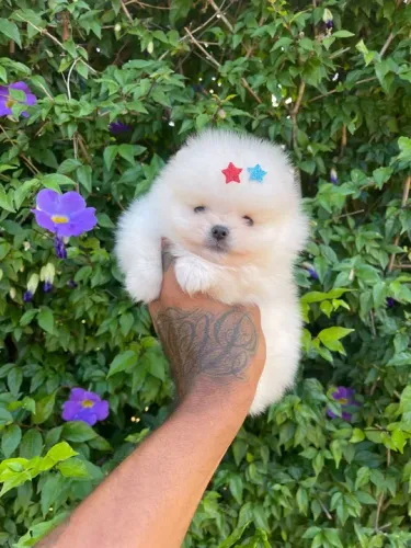 Lulu da pomerania anão baby face