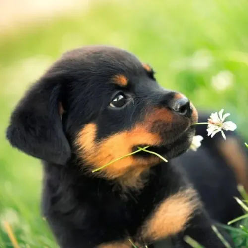 Rottweiler Preto