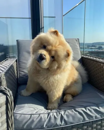 Filhote de chow chow ! Acima 