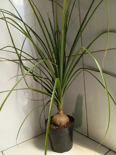 Pata de Elefante (Beaucarnea recurvata) adulta, com aproximadamente 80 cm de altura.