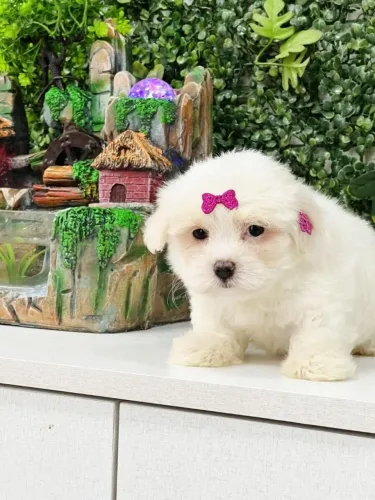 maltês com pelagem branca 