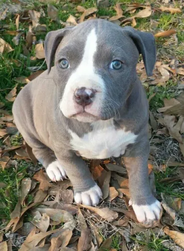 Filhote de Pitbull: Olhos Azuis Encantadores!