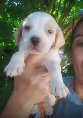 Beagle 45 Dias - Ativo, Amoroso e Pronto pra Nova Família!
