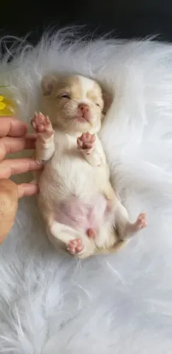 Chihuahua Micro Preto Macho - Compacto, Atento e Muito Leal! 