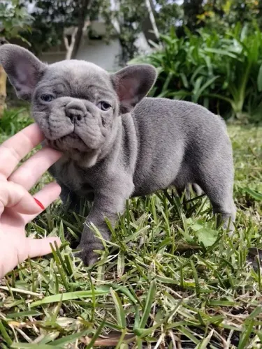 bulldog frances diversas cores