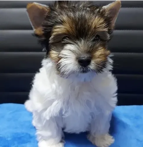 Biewer Terrier Vacinado, Vermifugado e Treinado no Tapetinho