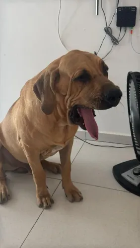 Filhote de fila Brasileiro 