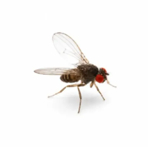 Drosophilas Hydei (Alimento Vivo)