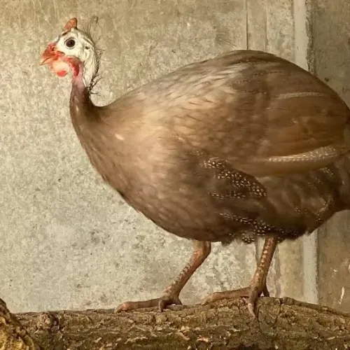 Galinha da Angola