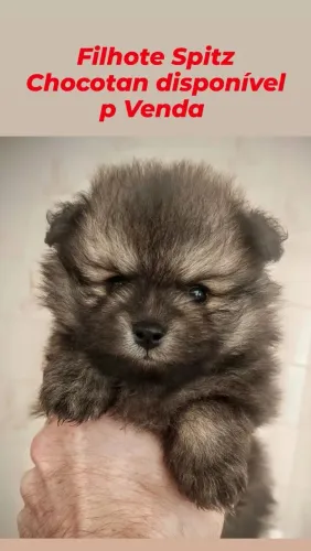 Spitz Chocotan