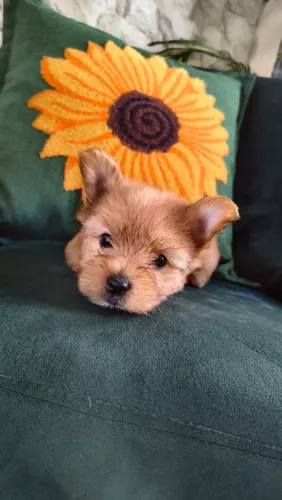 Vende-se Yorkshire Terrier Golddust