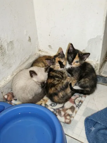 Doação de Gatinhos