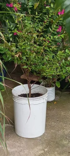 Vendo pés de frutas