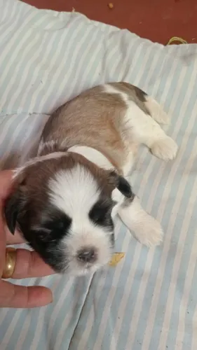 Filhote de shih tzu.
