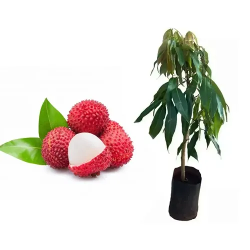 Mudas Frutíferas: Lichia