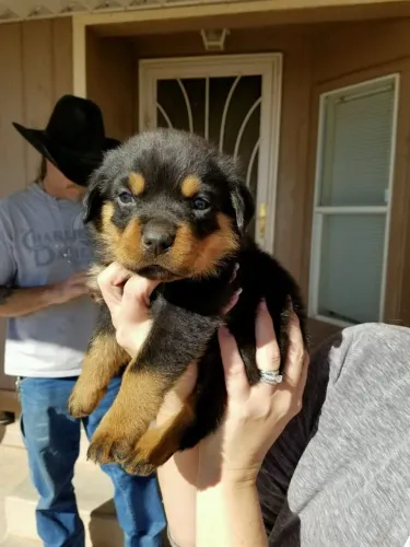 Rottweiler Filhotes | Criados com Muito Carinho