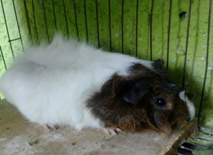 Porquinho da índia 