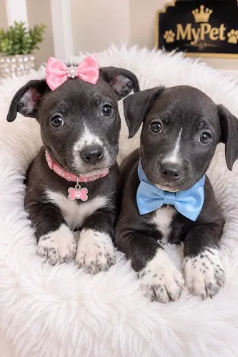 Pitbull macho e fêmea em até 18x