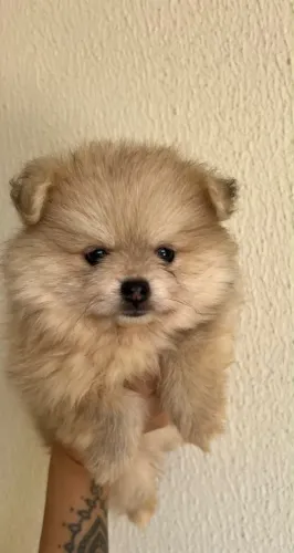 Lulu da pomerania sptiz alemão