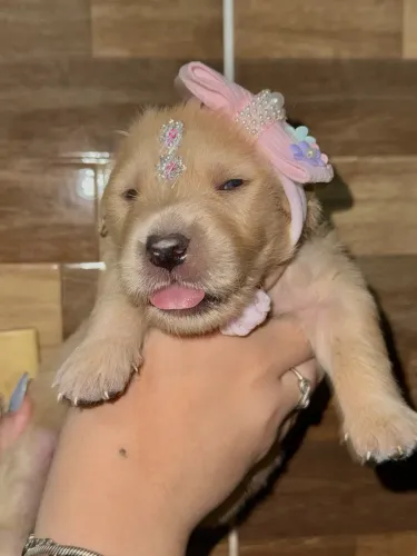 Goldens Retriever filhote 