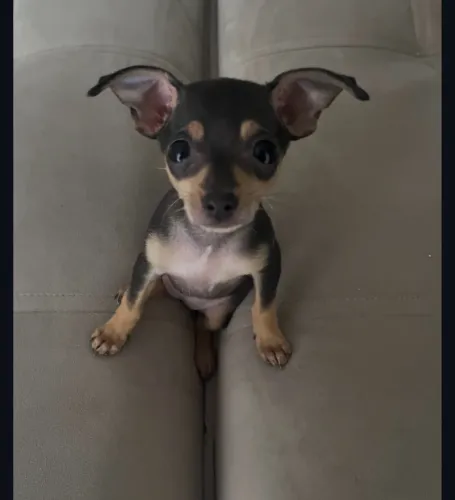 Pinscher com garantia do padrão da raça 98 dias