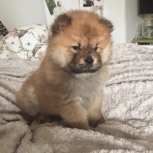 Chow chow lindo filhote