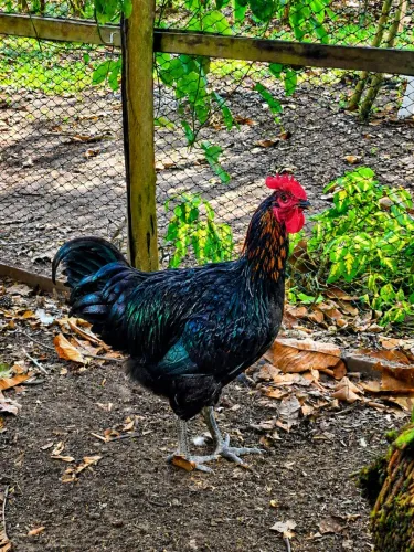 Lindo galo mestiço de gigante negro