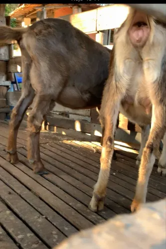 Vendo cabras mojando primeira cria