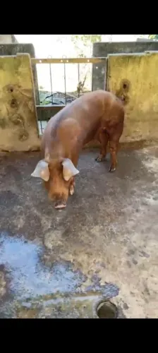Porcas e Cachaço
