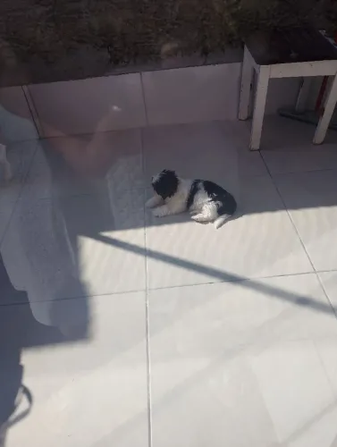 Cachorro 