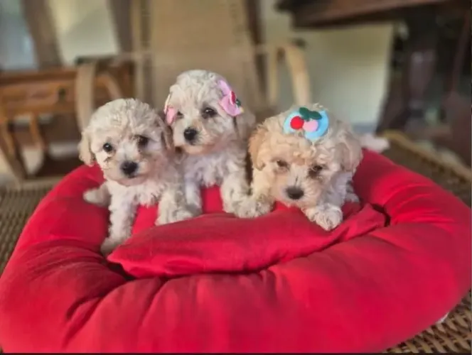 Poodle fêmeas machos toy