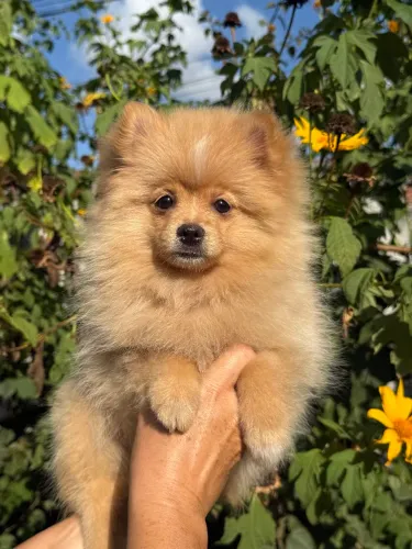 Spitz alemão