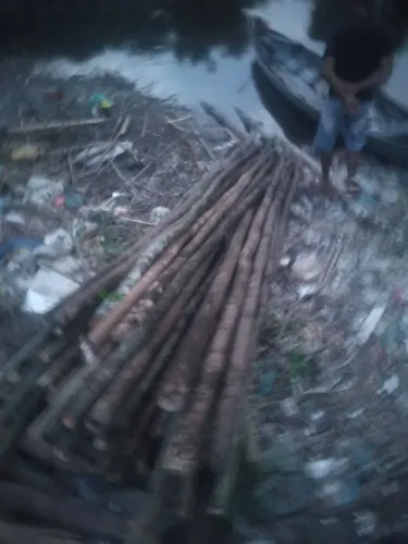 Vendas de pau de escora de terra firme