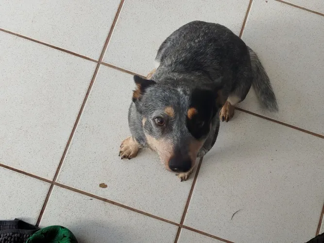 Blueheeler