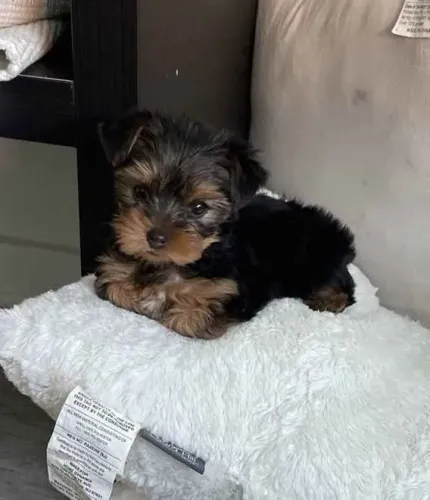 Filhote Yorkshire Terrier, Nada como um filhotinho para espalhar amor por onde passa!