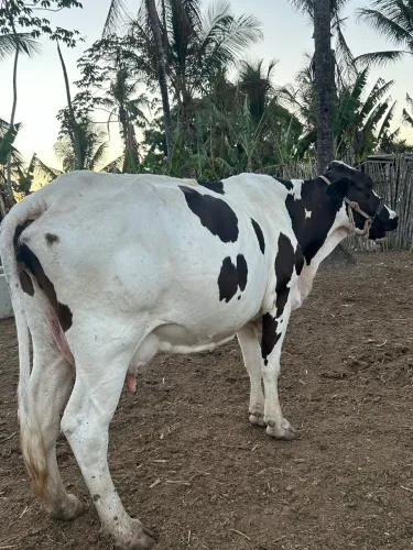 Vendo Vaca Leiteira 