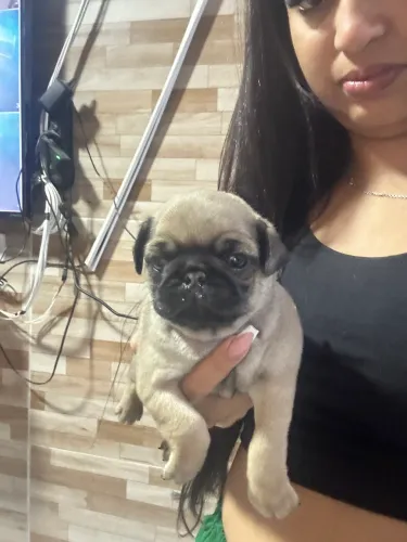 Filhote de pug 