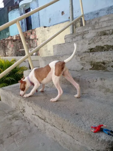 Doação de cachorrinha