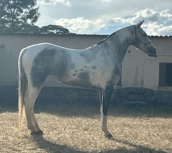 Égua pampa de tordilho da venda 