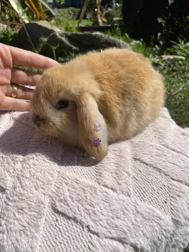 Coelho Mini Lop filhote