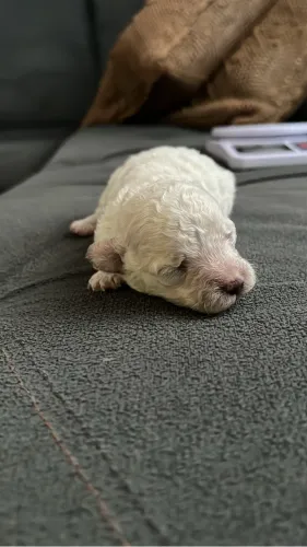 Filhotes de poodle
