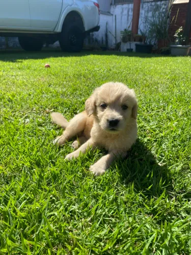Filhotes de Golden Retriever